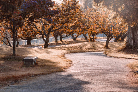 Outdoor park with walkway