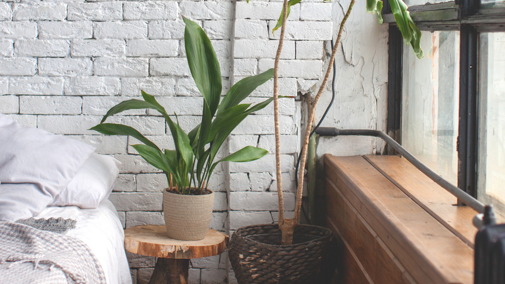 Large Peace Lily on wooden bedside table