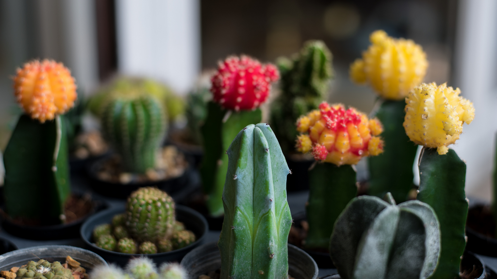 Variety of small indoor cacti 