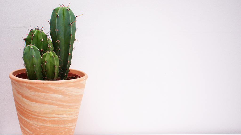 Small cactus in a terracotta plant pot 