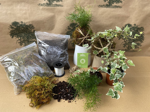 DIY Kokedama kit for sale online Ireland