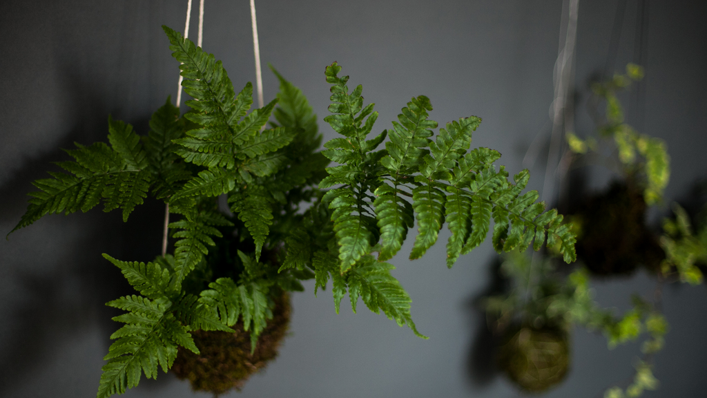 Kokedama display 