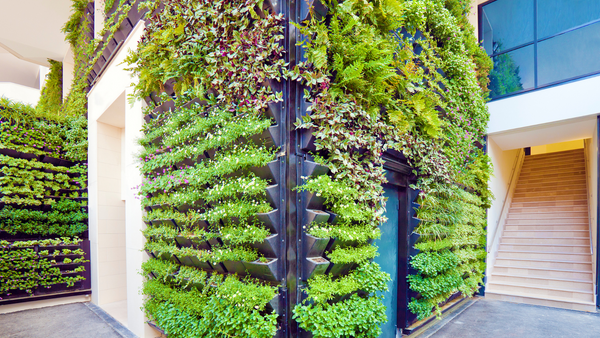 Indoor living wall 