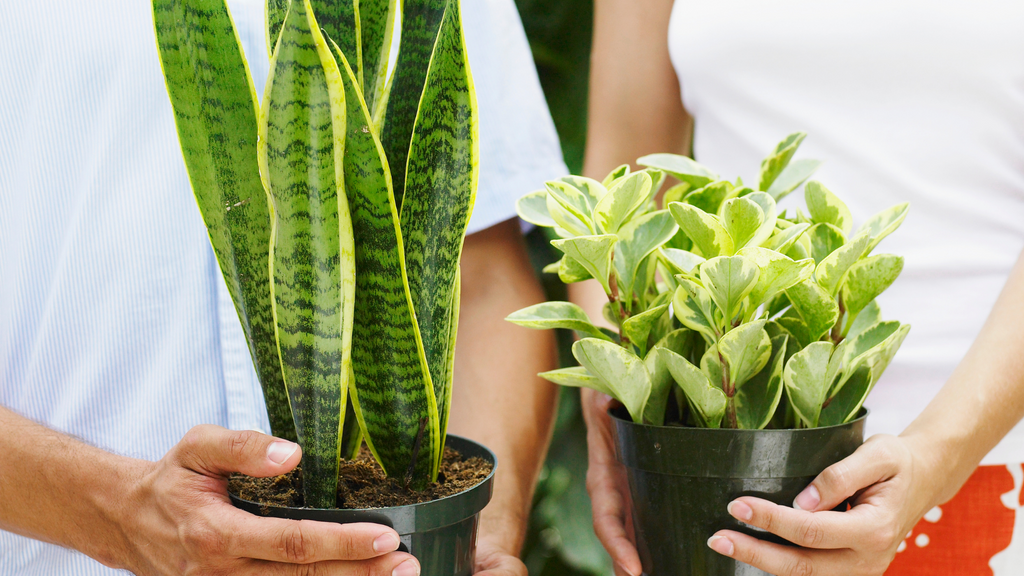 Man holding a snake plant and a woman holding a devil's ivy plant 