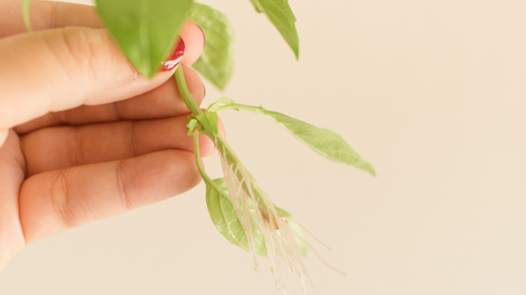 Hand holding a small indoor plant root