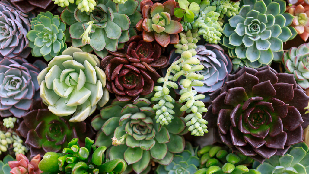 Varieties of succulents