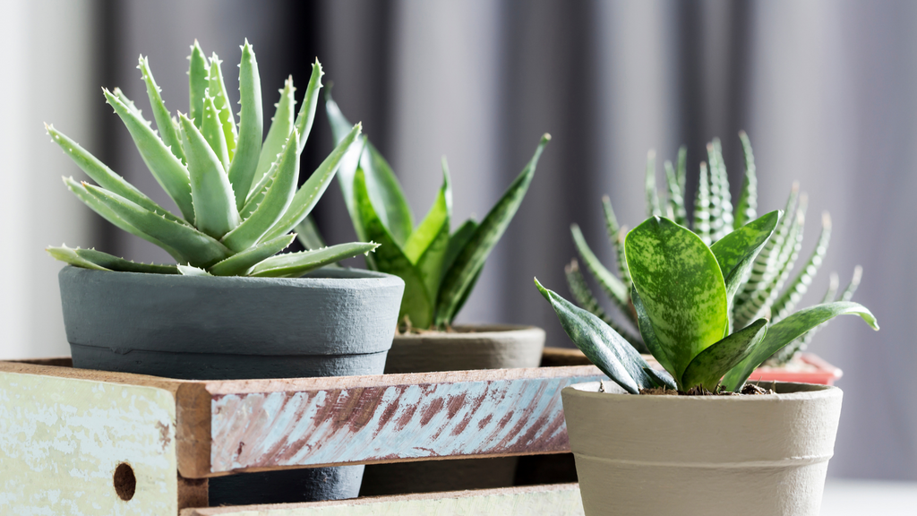 Collection of small succulents in plant pots