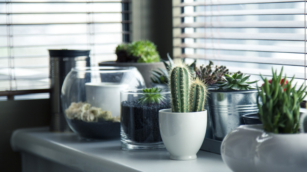 Selection of small succulents on a windowsill