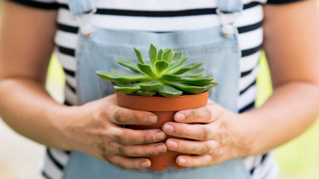 Woman holding a small succulent in a terracotta plant container