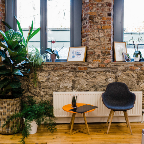 large indoor plants Etsy Dublin office 