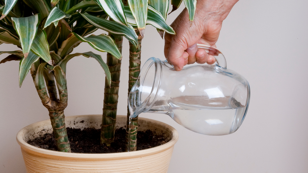 Hand holding a glass jug and pouring water into a small indoor plant 