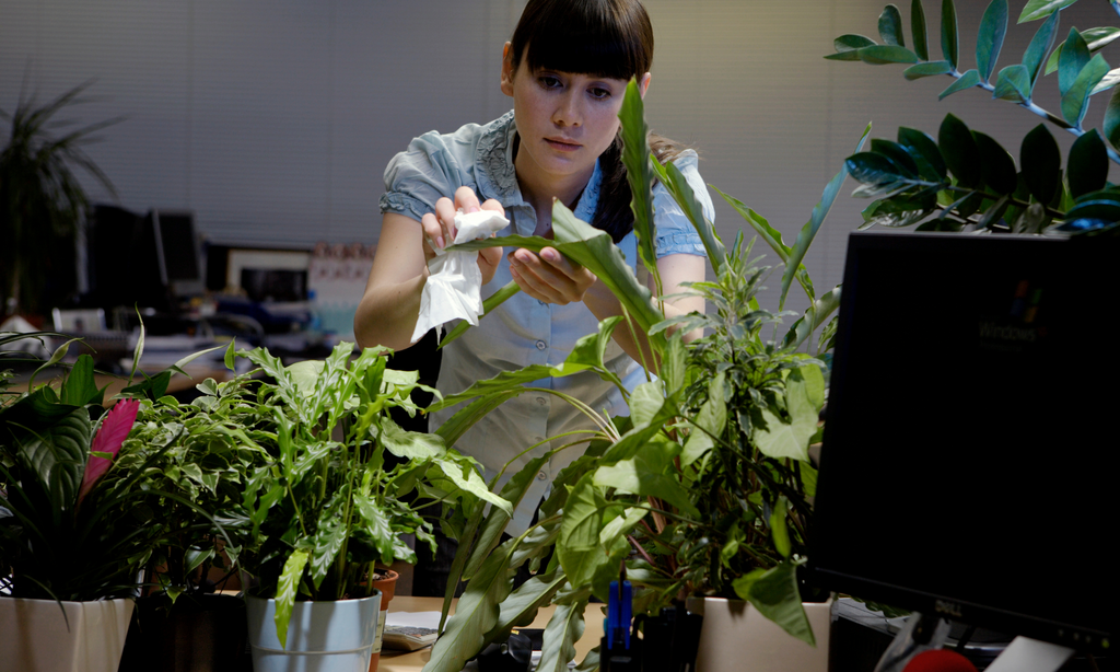 young woman wiping leaves of an indoor plant with cloth 