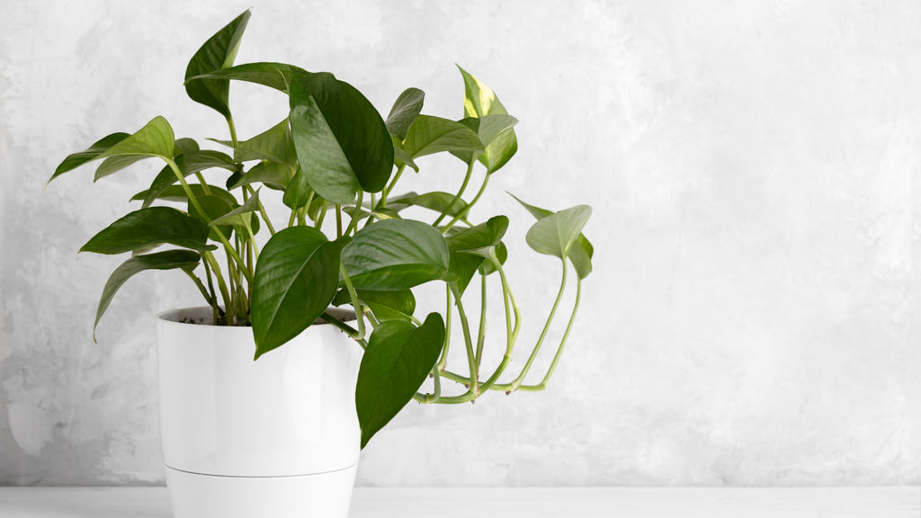 Small pothos plant in a white plant pot