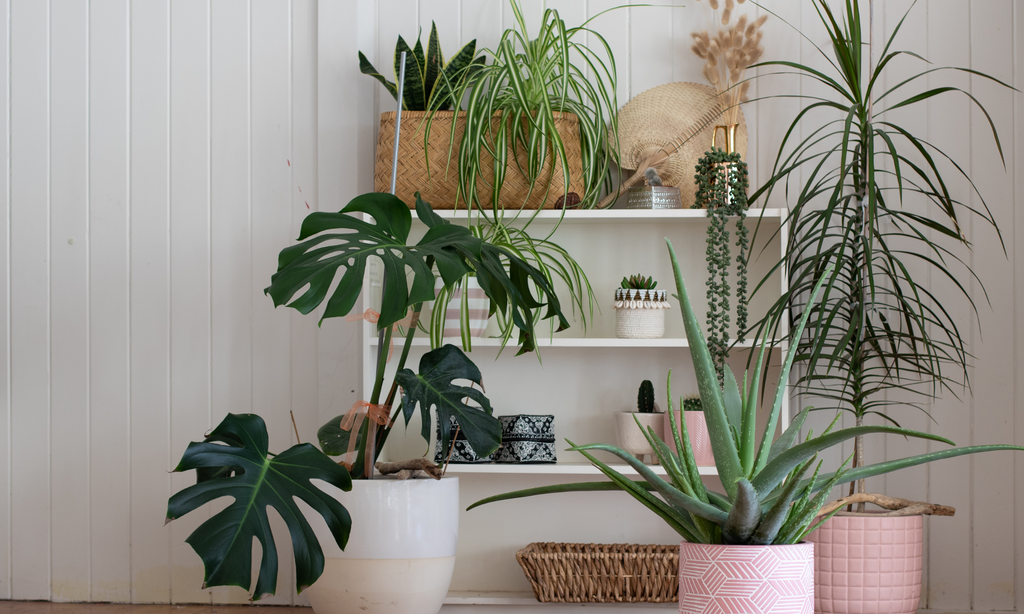 Group of small and medium indoor plants