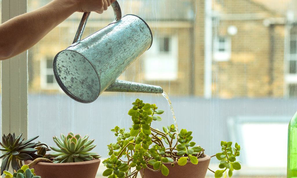 Woman watering small indoor plants with a metal watering can 