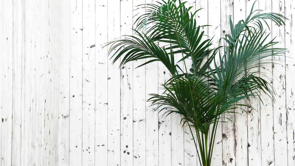 Large kentia palm plant against a wooden background