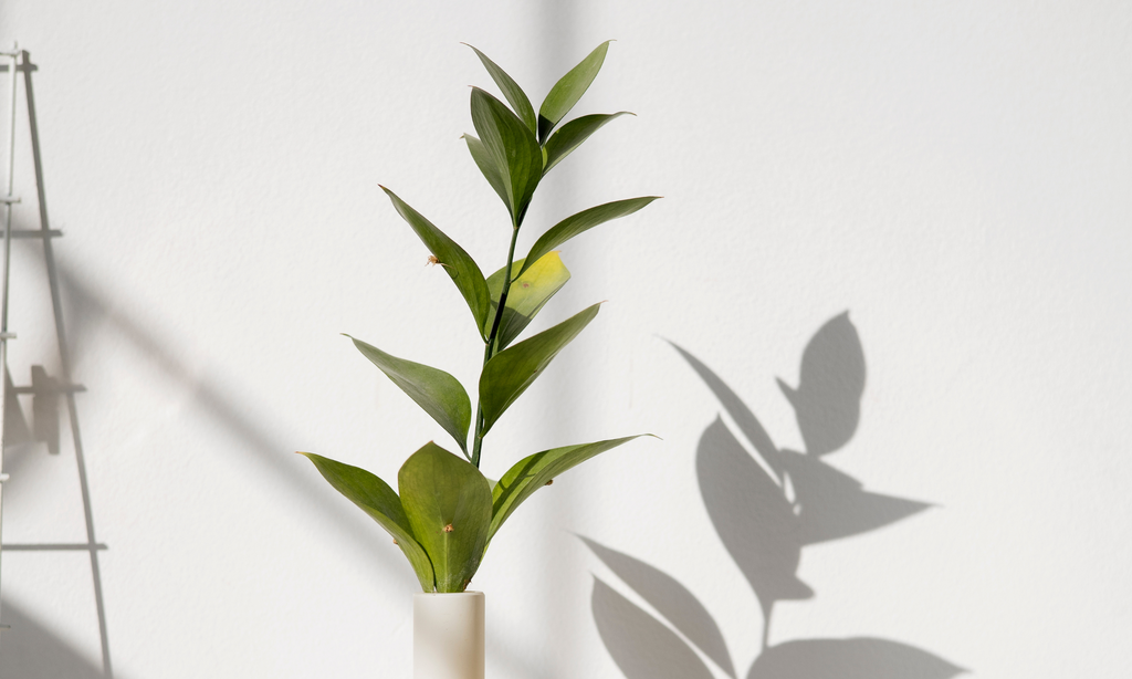 Small leafy indoor plant in a pot with shadow 