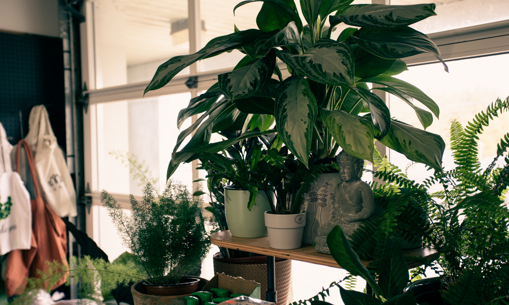 Selection of potted indoor plants on a shelving unit