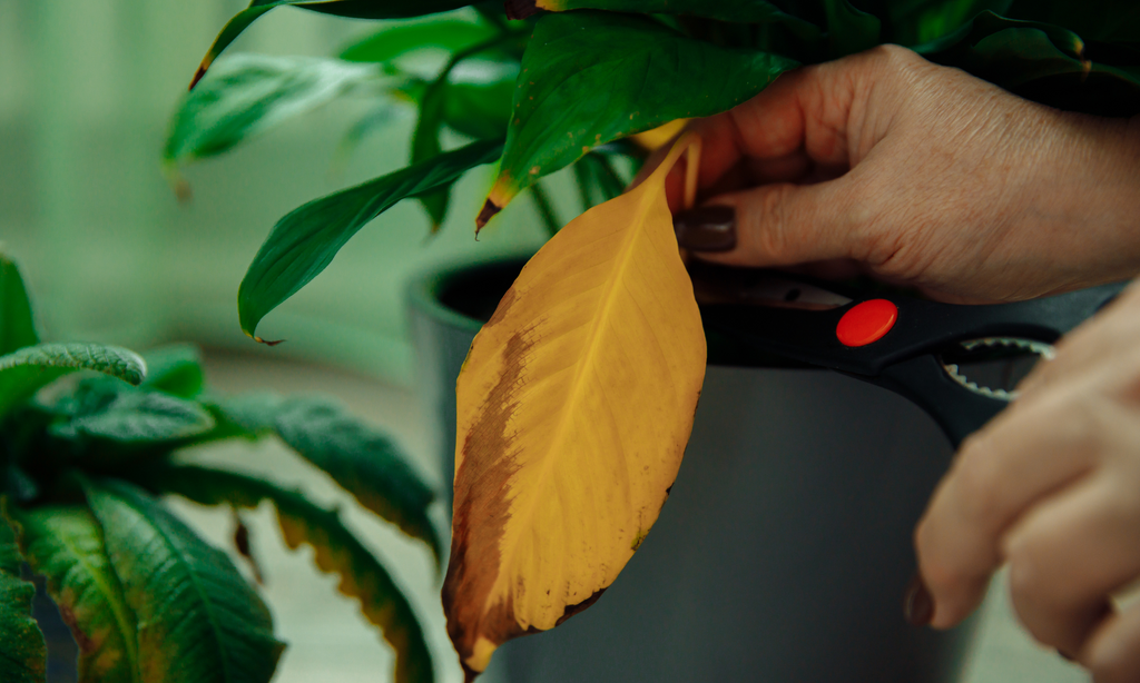 woman pruning dead leaf from indoor plant 