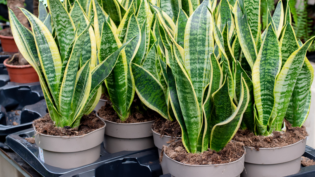 Selection of small potted snake plants 