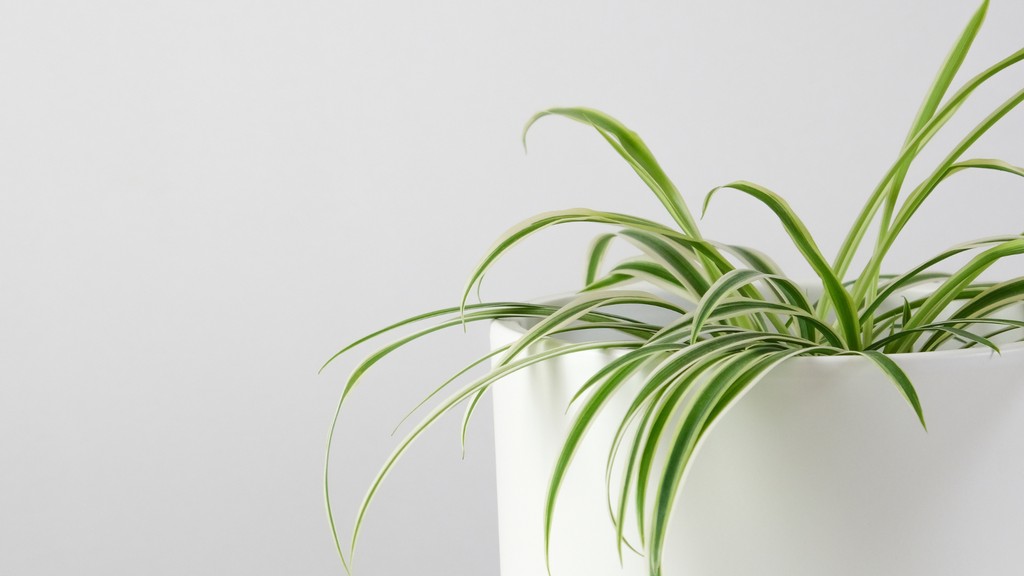 Small spider plant in a white ceramic pot