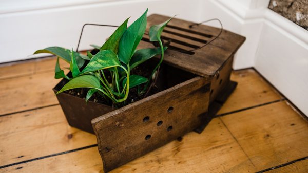Devil's ivy plant in a wooden box 
