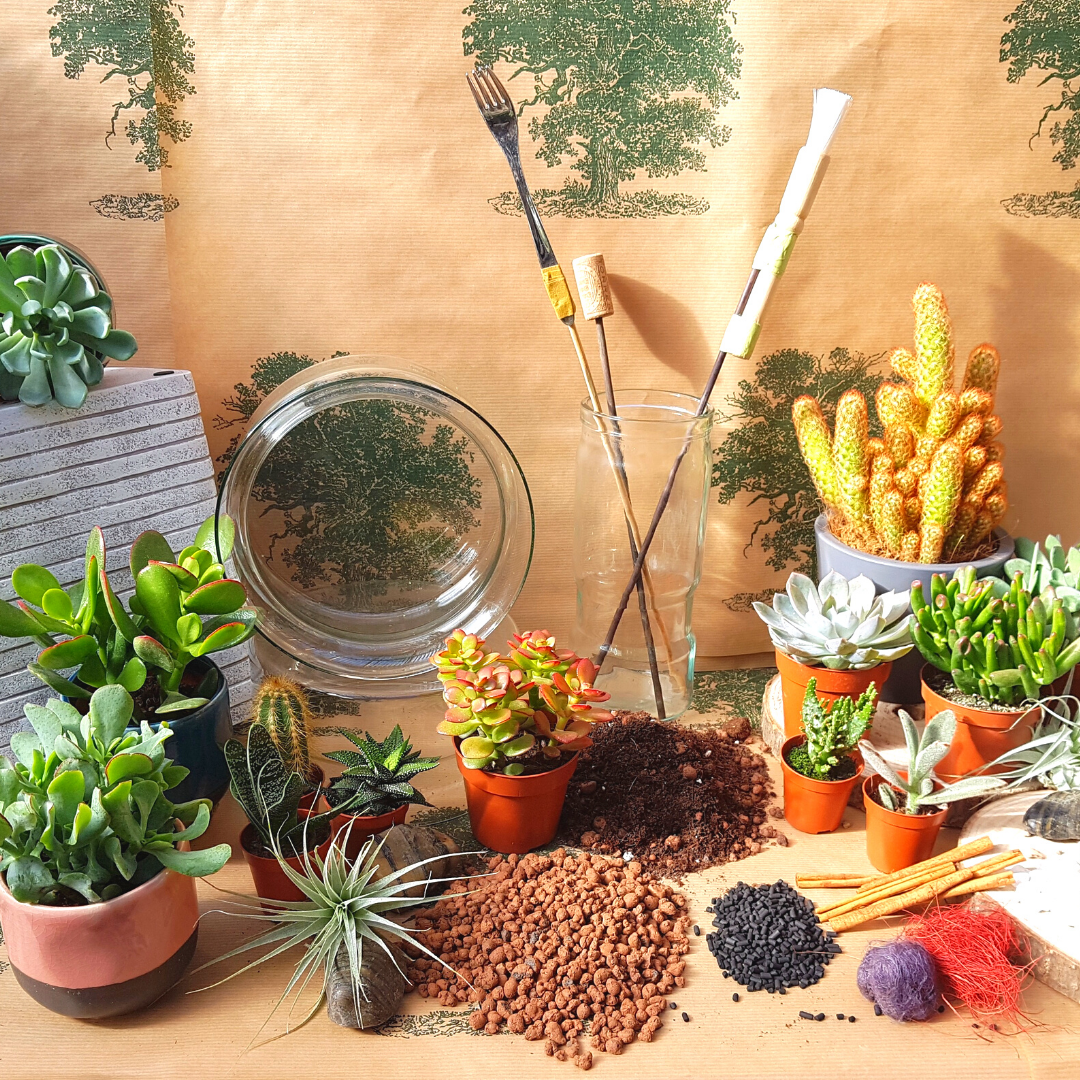 DIY Corked Terrarium Kit (Large) – Plant Store