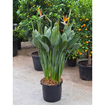 Large Strelitzia reginae - Bird of Paradise - Plant Store