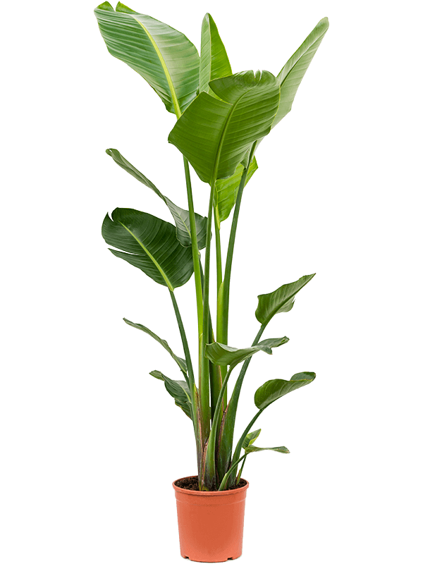 Small Monstera deliciosa- Swiss Cheese Plant - 60cm - Plant Store