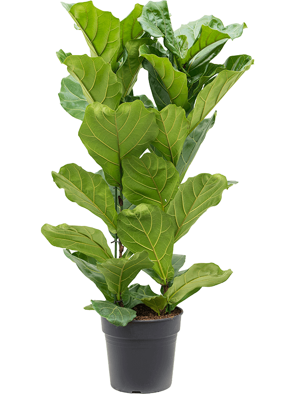 Ficus lyrata - Fiddle Leaf Fig- 110cm - Plant Store