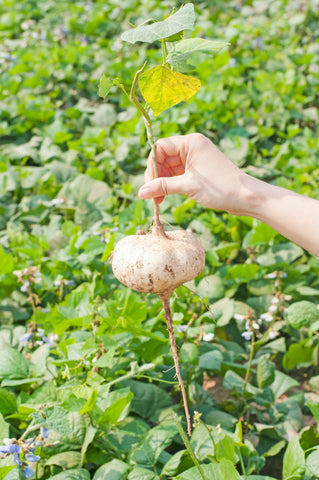 jicama tuber