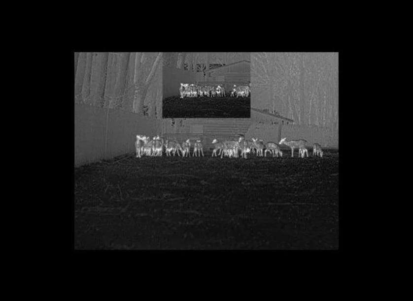 Black and white thermal imaging of a group of deer in a field with a close-up inset showing more detail.