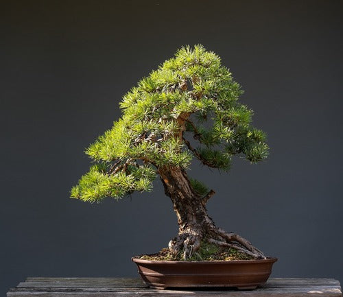 Bonsai Tree 5.jpg__PID:a03bcb99-29b1-42a0-bf53-ff52b19818f4