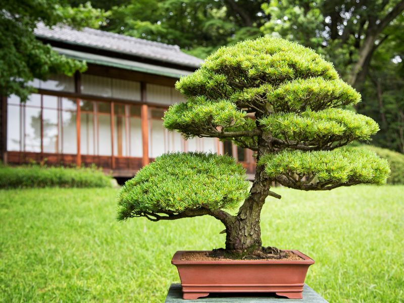 best-bonsai-9.jpg__PID:3bcb9929-b142-40ff-93ff-52b19818f4aa