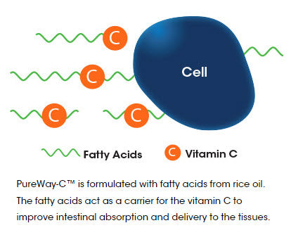 PureWay-C™ is formulated with fatty acids from rice oil. The fatty acids act as a carrier for the vitamin C to improve intestinal absorption and delivery to the tissues.
