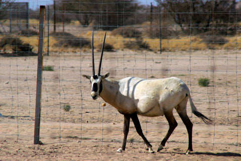 Arabian Oryx at the Prince Saud Al Faisal Wildlife Research Center