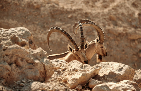 Arabian Nubian Ibex