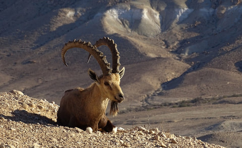Arabian Nubian Ibex