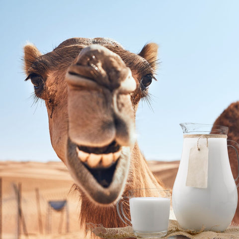 camel milk