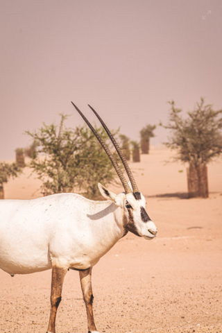 Arabian Oryx