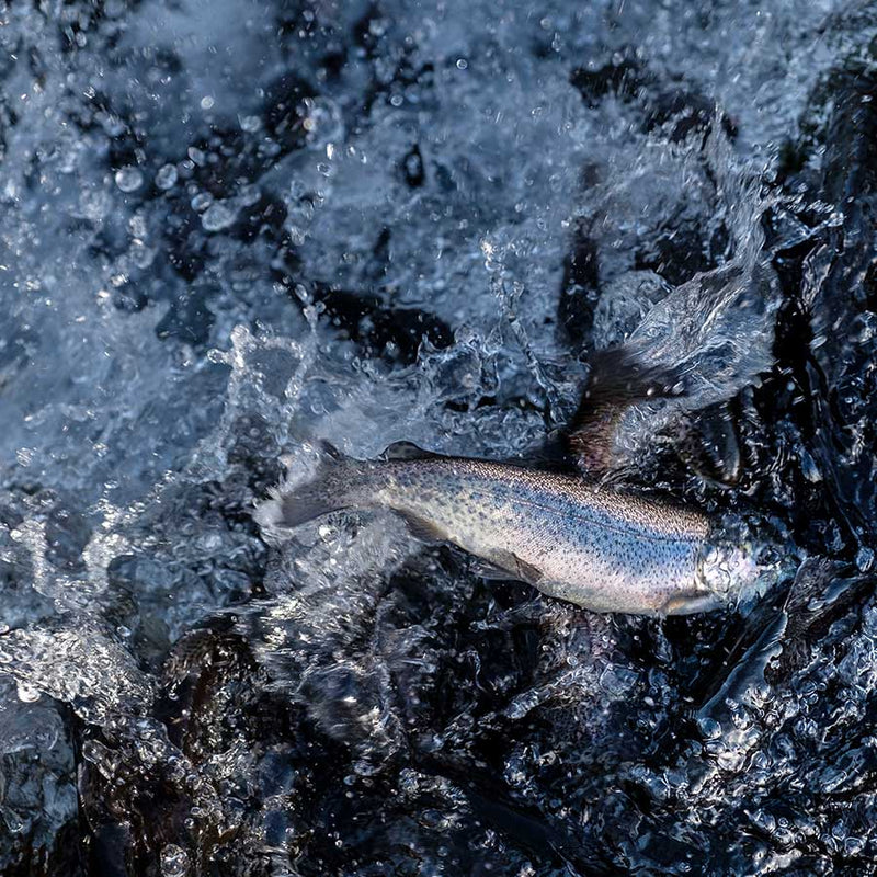 Fresh Trout Magic Valley Idaho