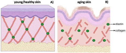 liquid collagen