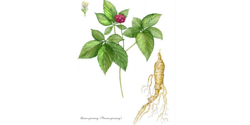 Cum arata ginseng panax