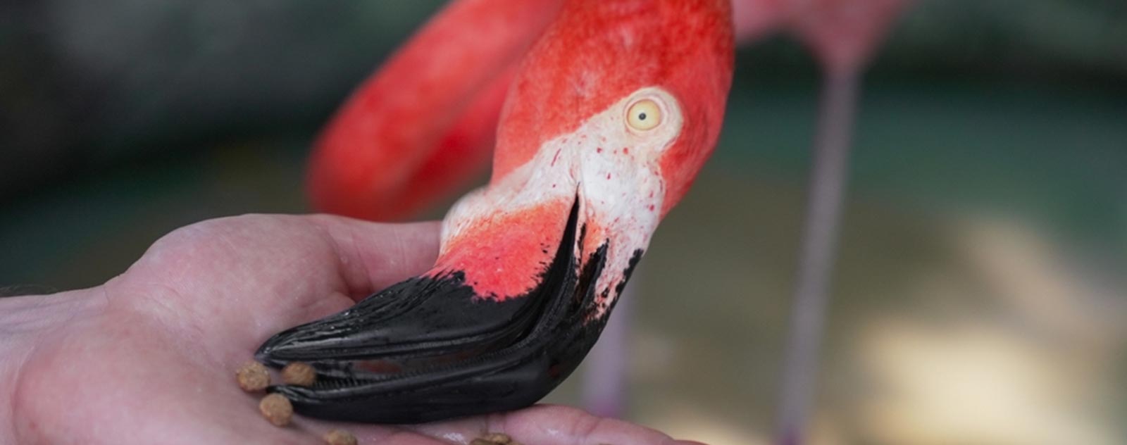 flamingo-pink-eat