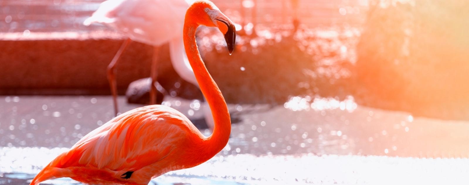 flamingo-pink-image