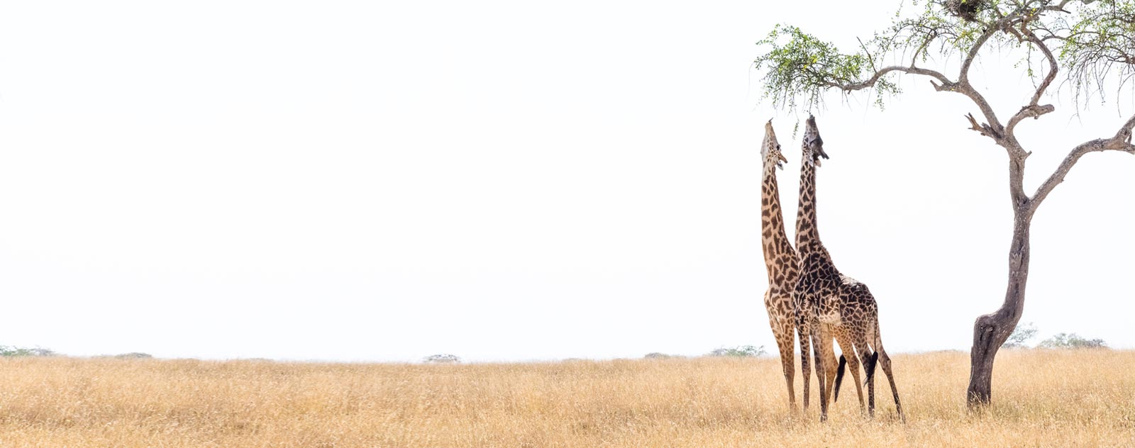 giraffe-eten-in-savanne