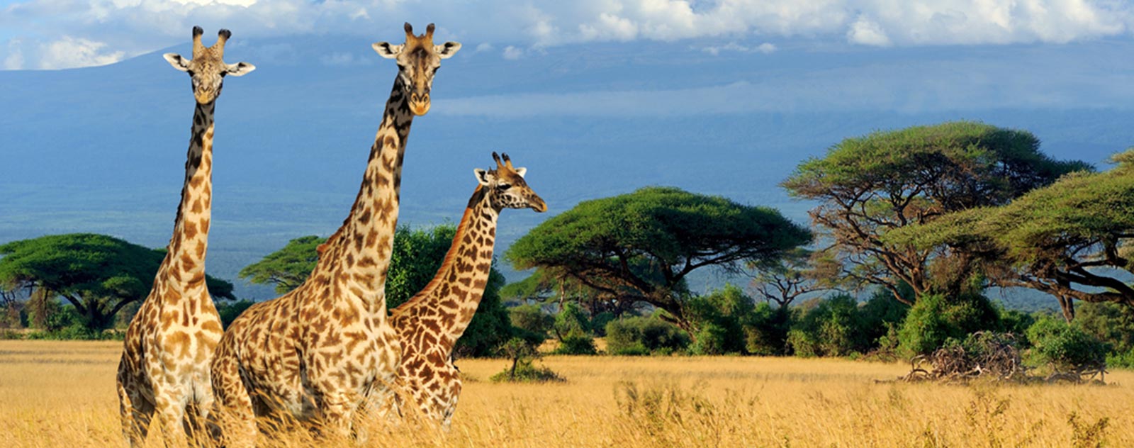 giraffe-in-savanna-africa