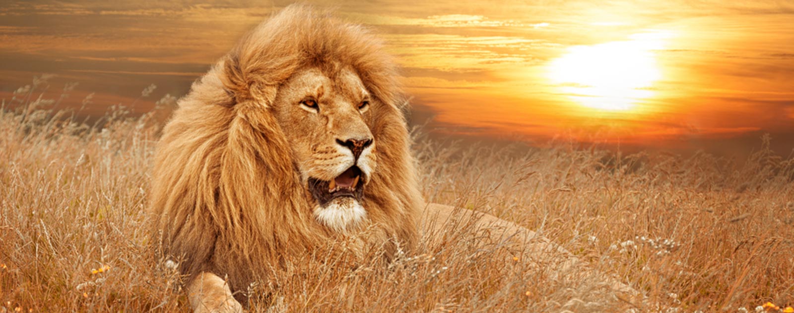 lion-in-the-savanna-with-setting-sun