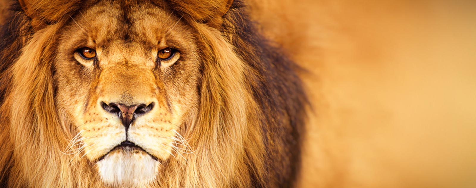 lion-king-of-the-savanna