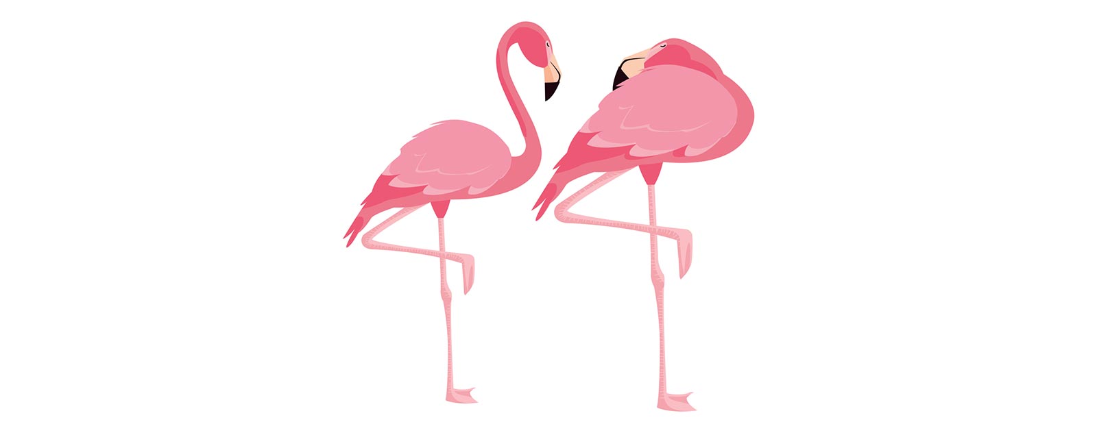 pink-flamingo-standing-on-one-leg